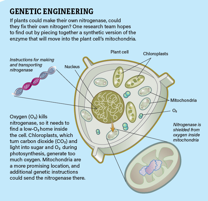 Genetic Engineering Infographic Jay Smith