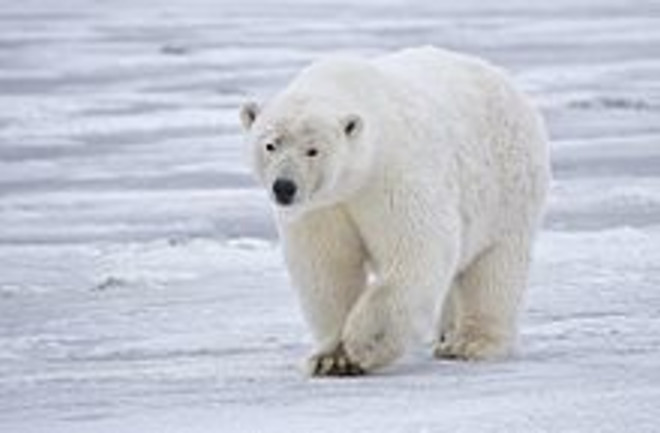 220px-Polar_Bear_-_Alaska.jpg
