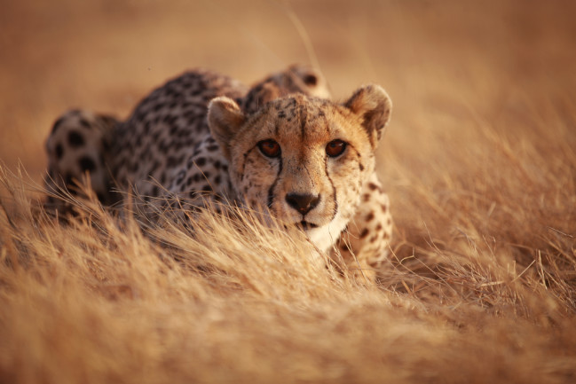 Cheetah crouched in the grass