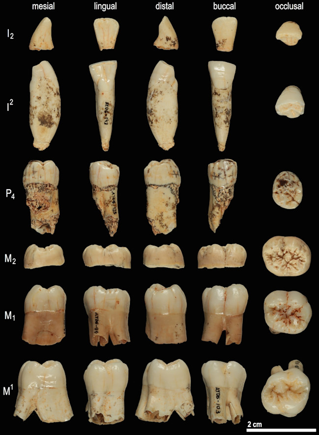 Homo antecessor teeth - José María Bermúdez de Castro