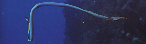 Tapetail.jpg