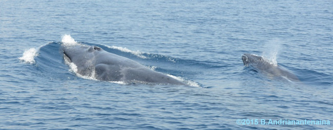 NEAQ_Omura-mom-calf-1024x401.jpg