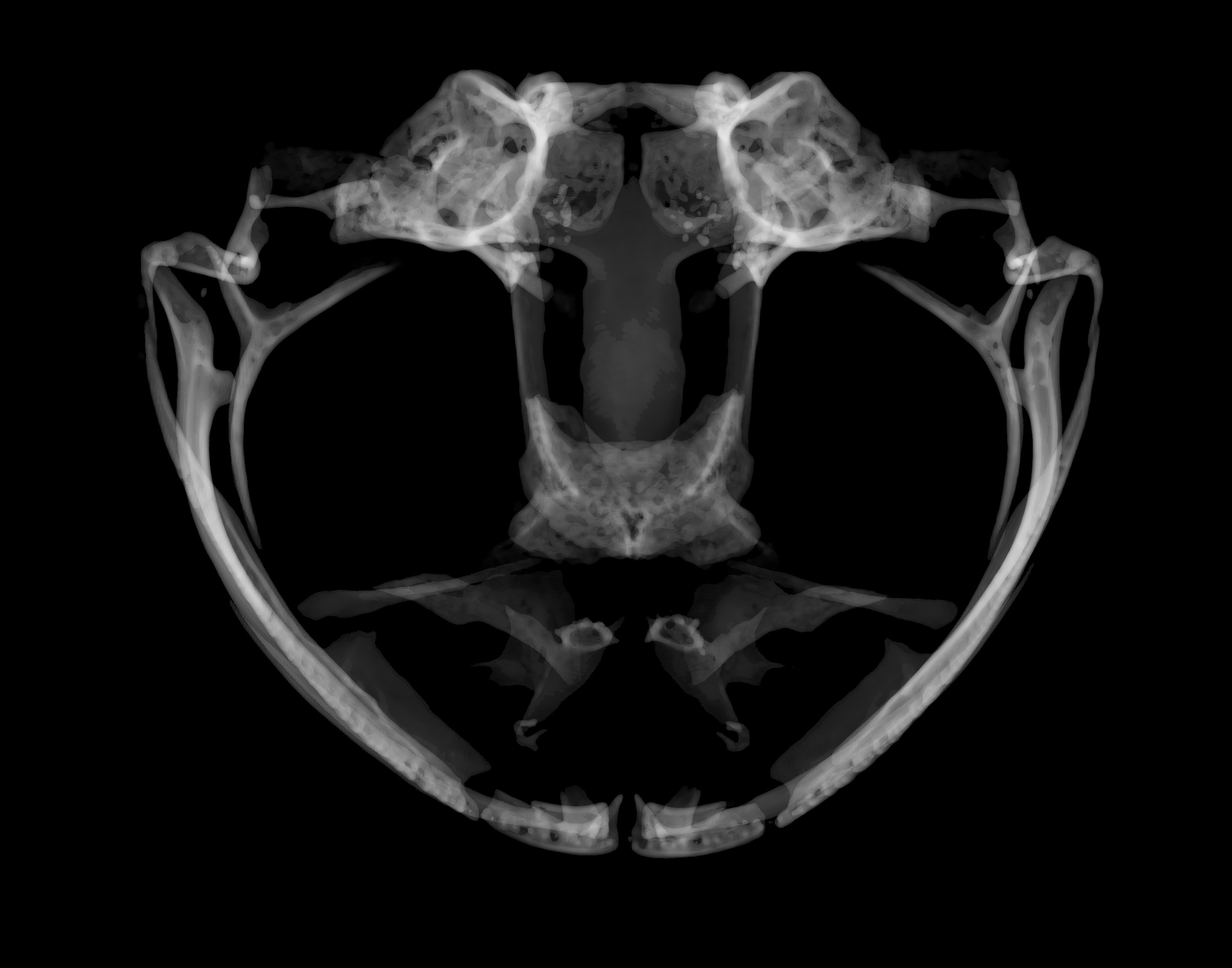 frog skull parts