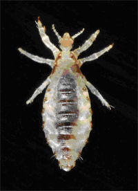 lice sm