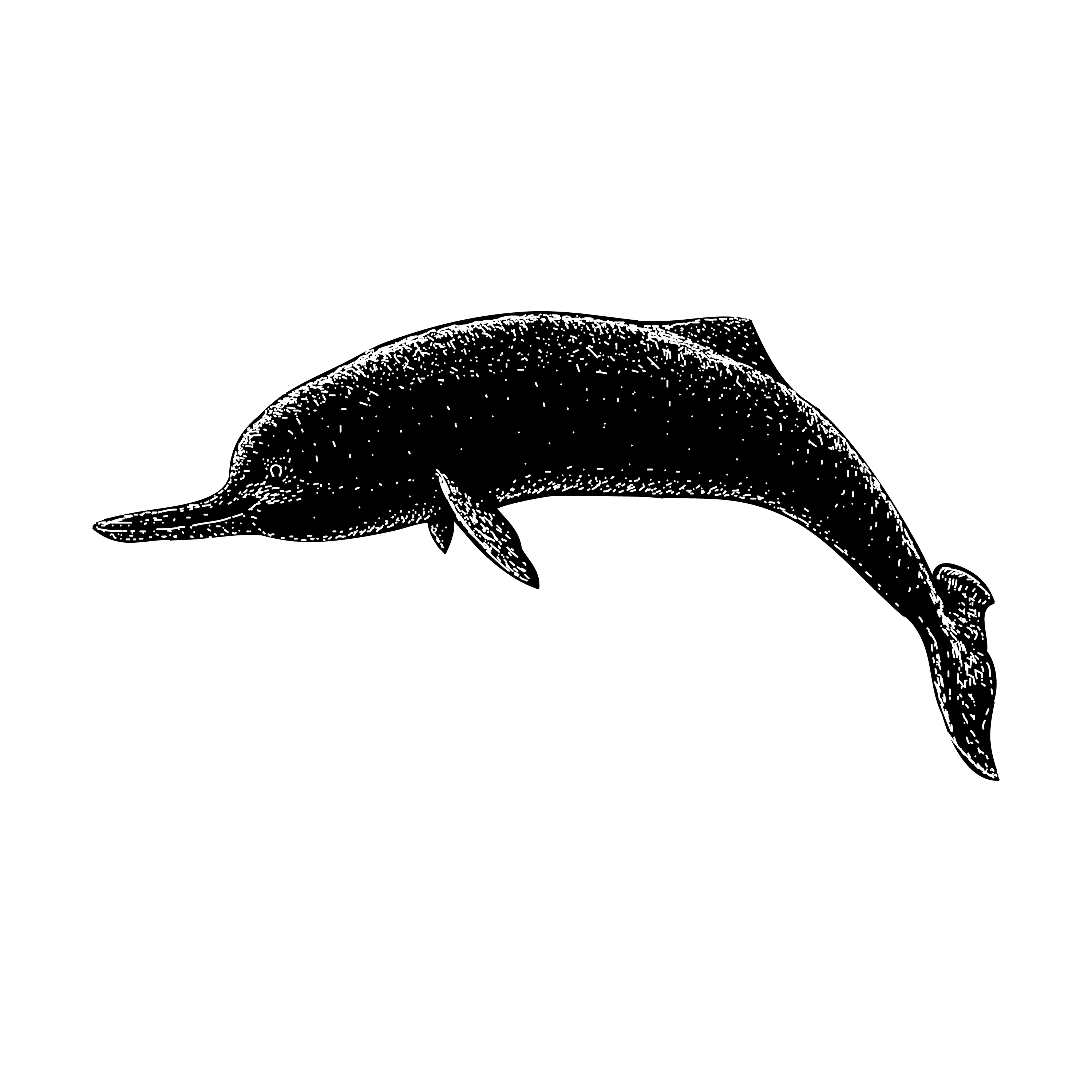 Ist der Jangtse-Delfin für immer verschwunden?
