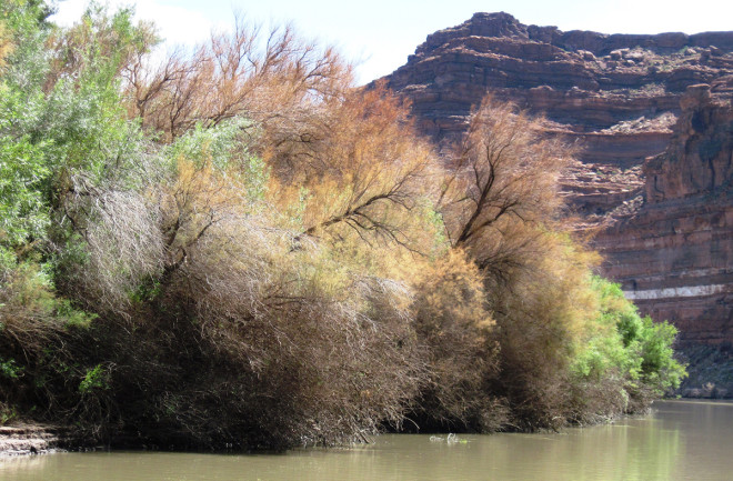 Tamarisk Along Colorado River - Tamarisk Coalition