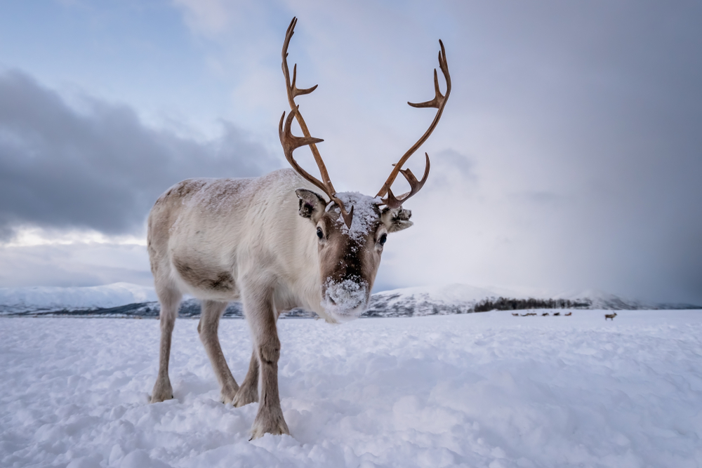 When Do Deer Shed Their Antlers? And 6 Other Antler Questions