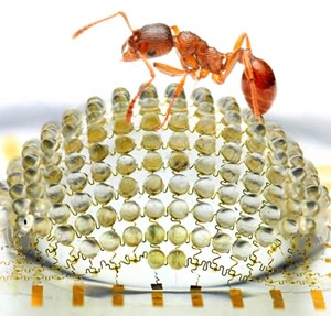 ant-eye-camera