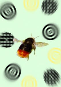 Bee-with-targets-small-212x300.jpg