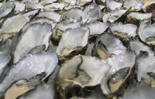 oysters.jpg