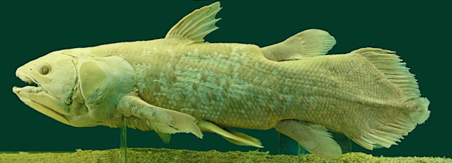coelacanth-1024x370.jpg