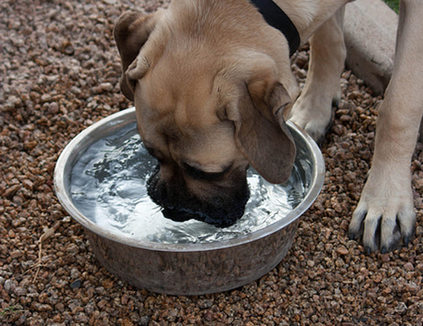 Drinking_pooch.jpg