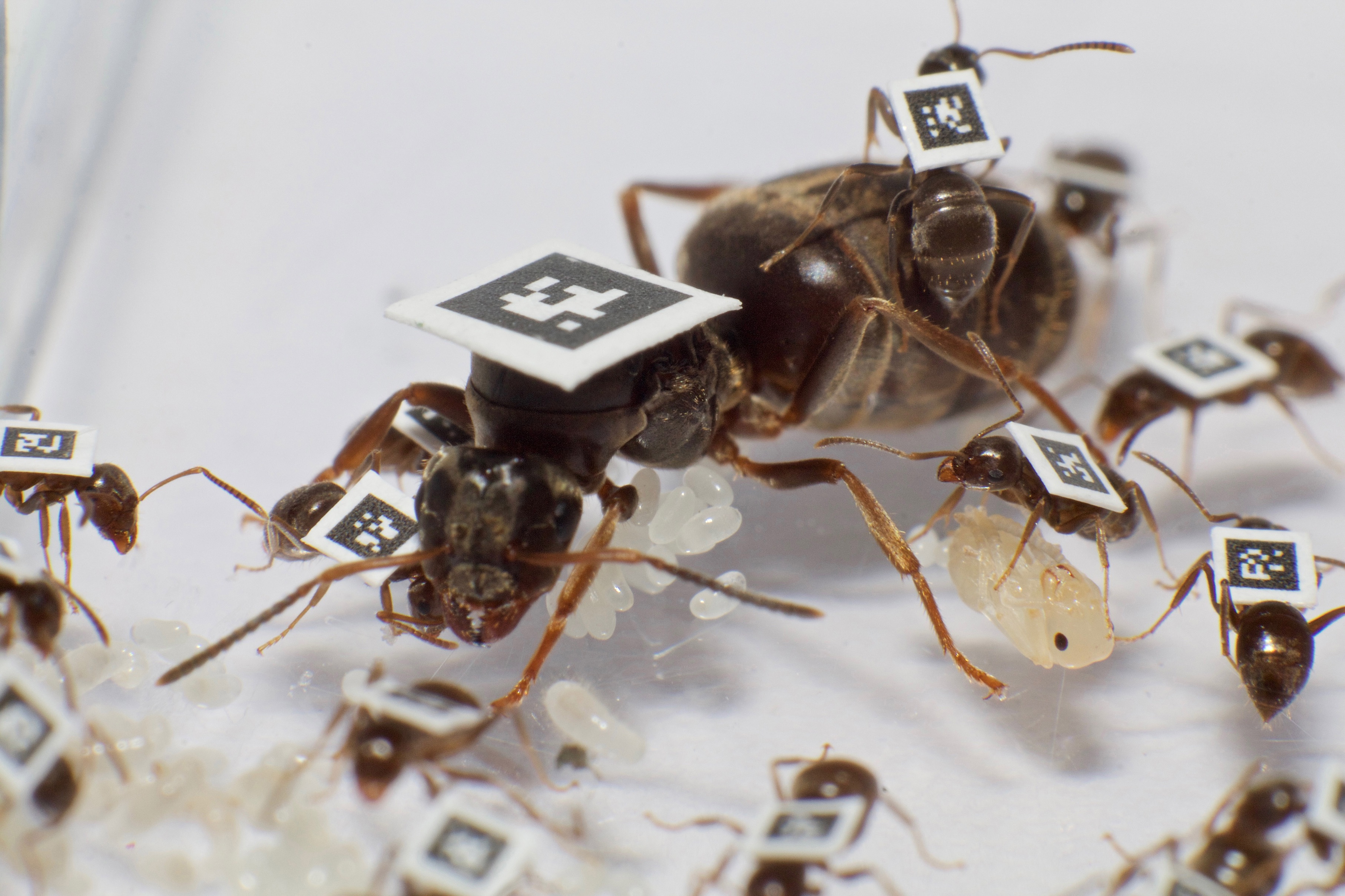 Sticking QR Codes on Ants, For Science | Discover Magazine