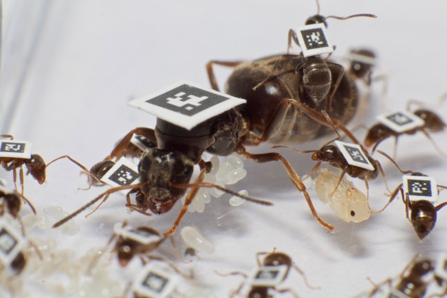 QR Code on Ants - Brusch