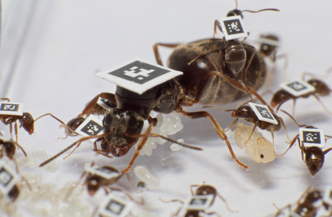 QR Code on Ants - Brusch