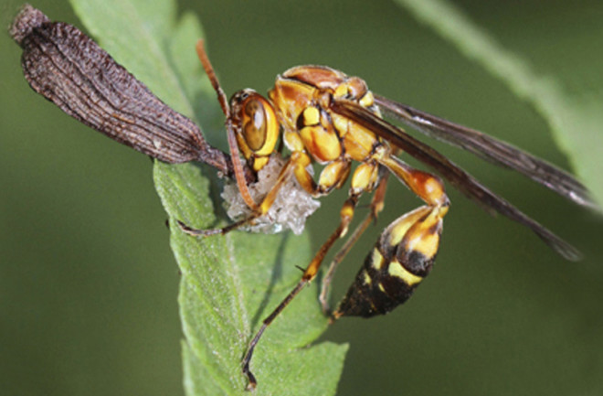 wasp-with-seed.jpg