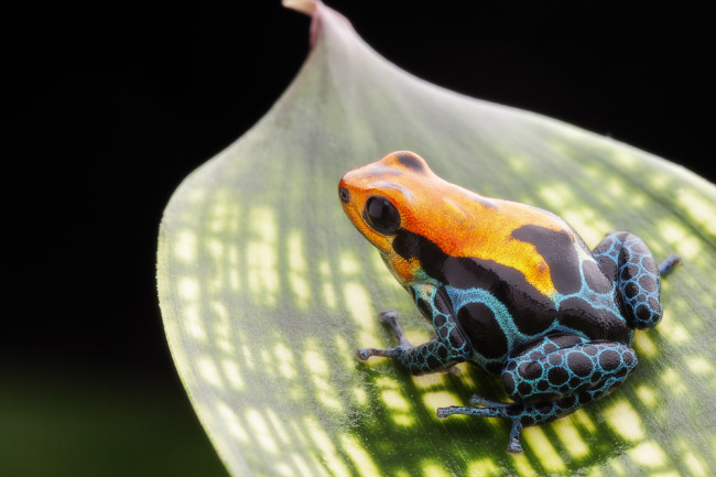 Poison_dart_frog.jpg