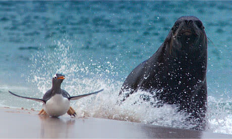 Frozen-Planet-penguin-sea-007.jpg