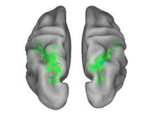NUMERIC_BRAIN_web.gif