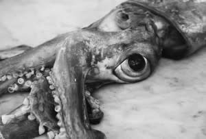 giant-squid-squid-facts-and-information