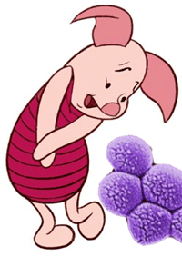 PigletMRSA.gif
