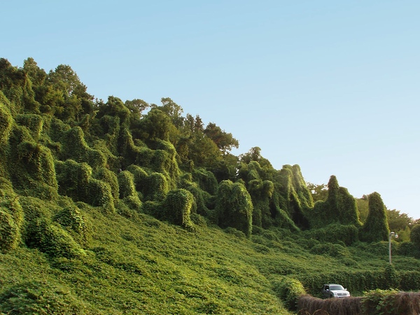 kudzu600.jpg
