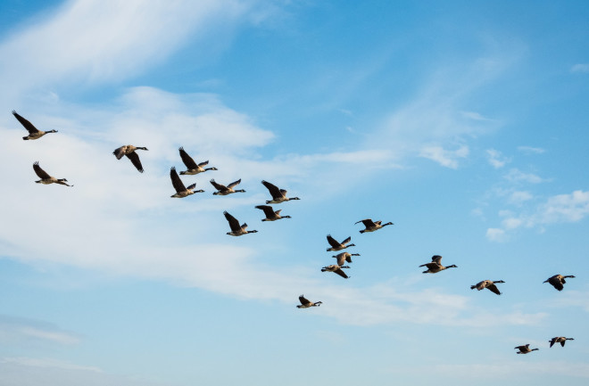 Bird Migrations