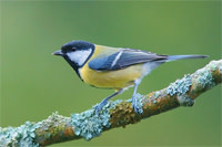 great-tit.jpg