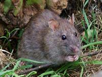 Brownrat.jpg