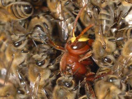 beessuffocatehornet.jpg