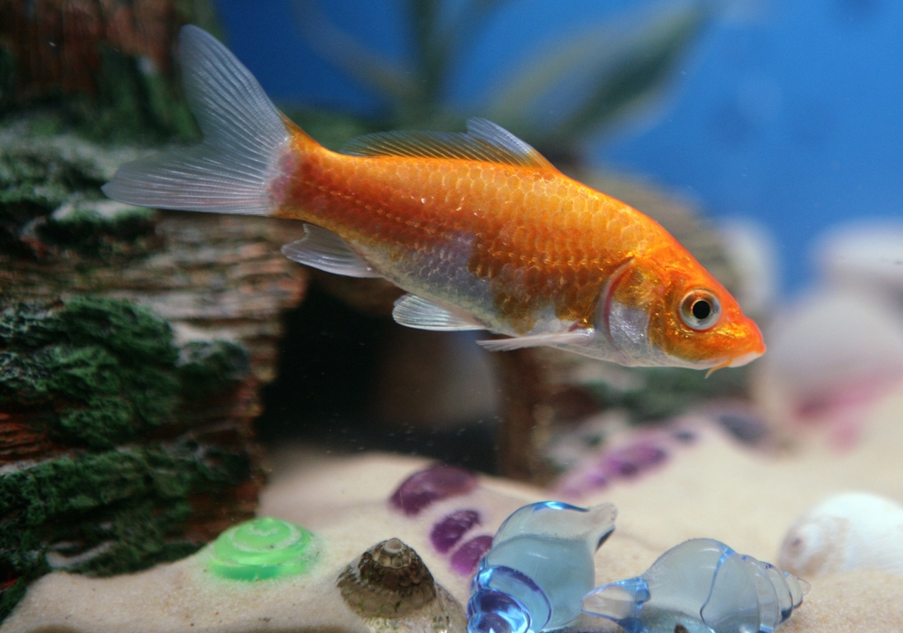 Goldfish May Have a Longer Memory Span Than Just Three Seconds