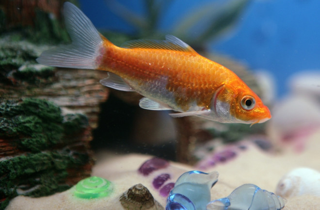 goldfish in a fish tank