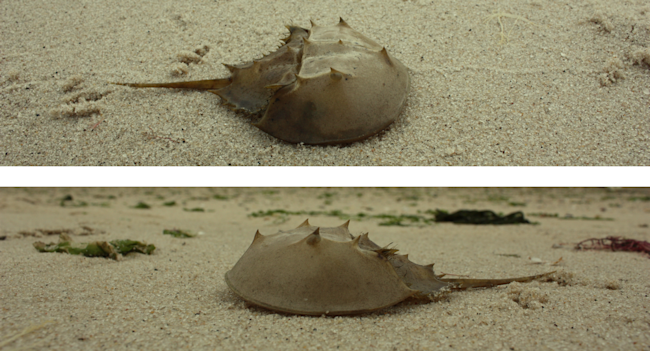 Horseshoe Crabs - Wikimedia Commons