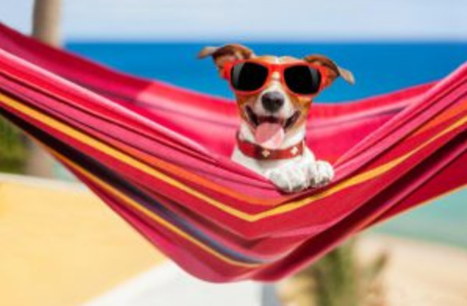 Dog Beach Hammock - Shutterstock