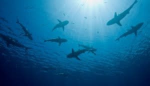 shark-count-300x172.jpg