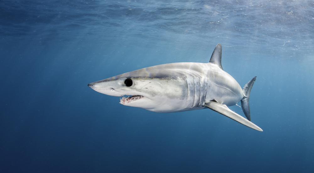 La peau de requin génère une poussée, disent les chercheurs