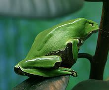 220px-Giant_Waxy_Monkey_Frog.jpg