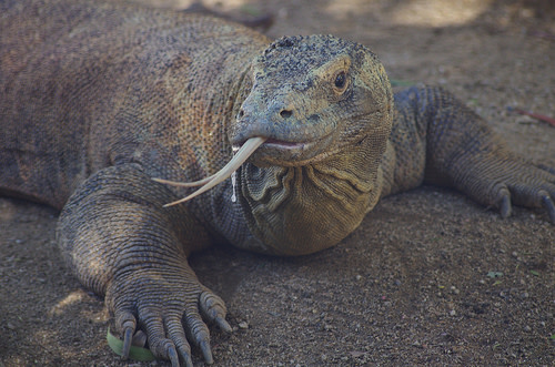 dragonwithdrool1.jpg