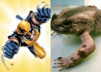 Wolverinefrog.jpg