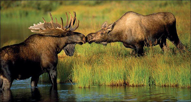 kissingmoose.jpg