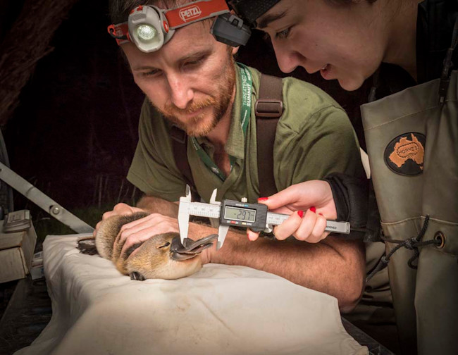 Ecologists Measure Platypus - Douglas Gimesy