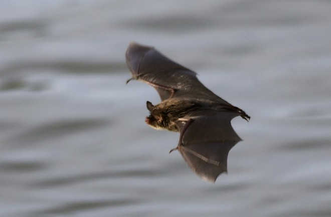 Bat - Flickr