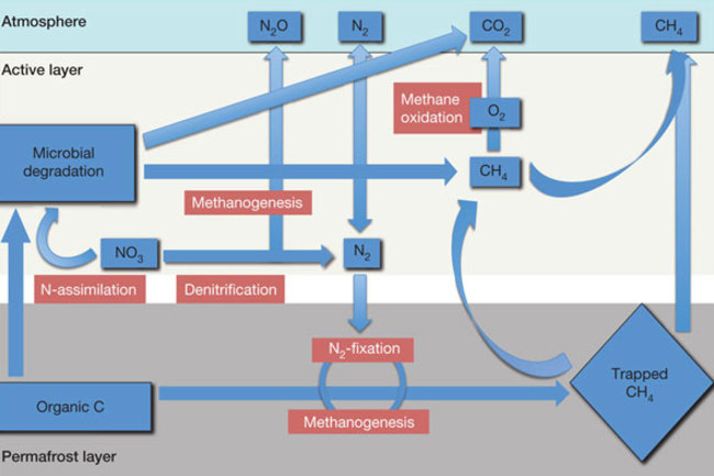 microbialpermafrost.jpg
