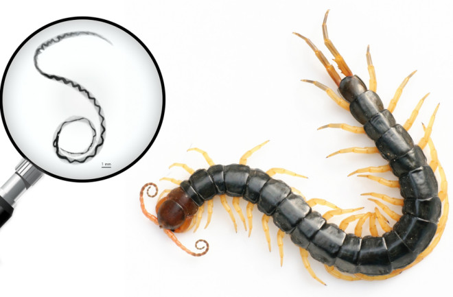 scolopendra_subspinipes_mutilans_rat_lungworm.jpg