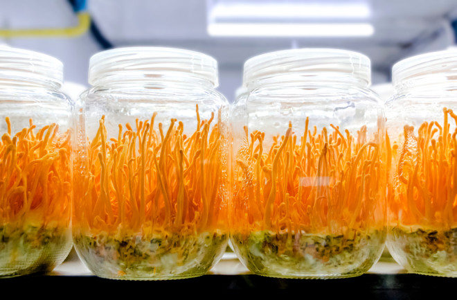 cordyceps in jars