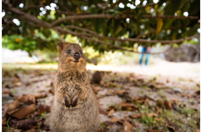 Smiling quokka, happiest animal on earth, posing for the camera in Western Australia
