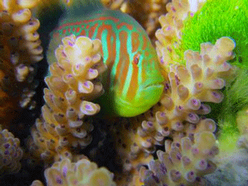 goby-fish.gif