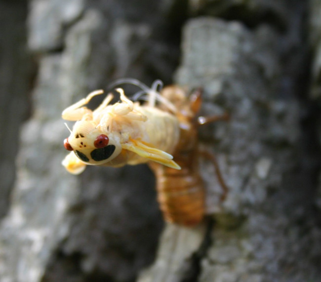 Cicada_emerging-1024x900.jpg