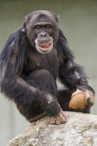 ape 15302246555 2dc44ee4f3 z-199x300