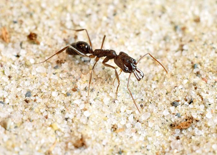 CAPTION The trap-jaw ant species Odontomachus brunneus is the champion boxer, striking its opponents more than 41 times per second. CREDIT Adrian Smith